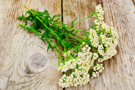 A Wild Herb for a Summer Beer Recipe Image